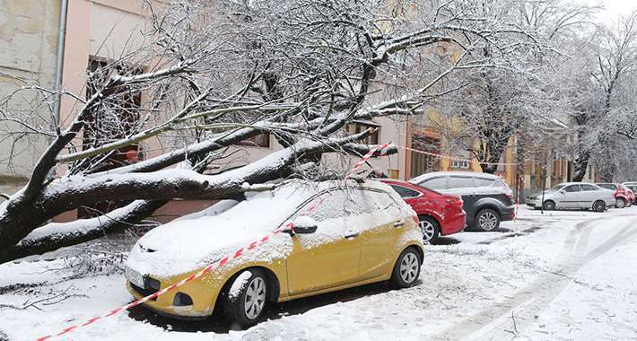 Možete li naplatiti štetu kada na automobil padne grana? Evo odgovora