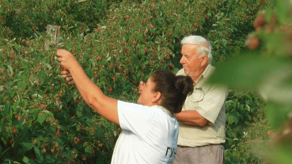 Grom udario dvojicu berača malina u Srbiji