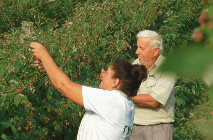 Grom udario dvojicu berača malina u Srbiji