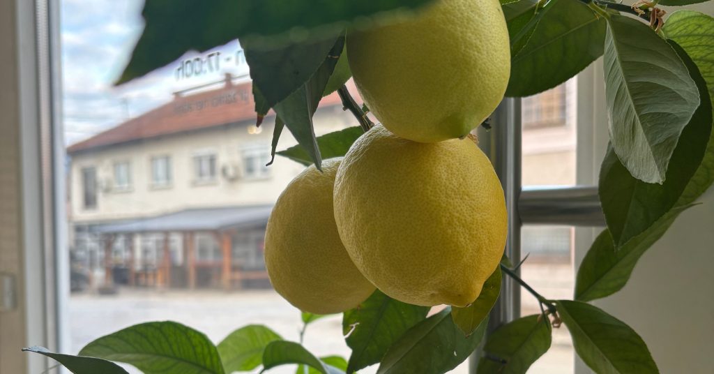 Neobičan prizor u Busovači: Limun rodio u februaru!