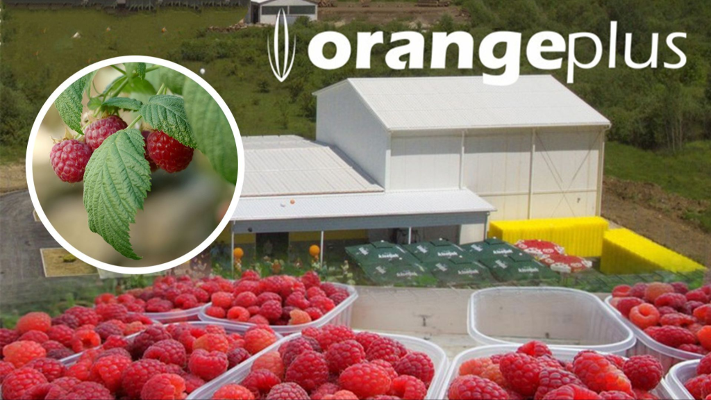 Orange Plus d.o.o. Kiseljak objavljuje konačne cijene malina za sezonu 2025.