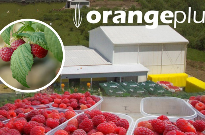 Orange Plus d.o.o. Kiseljak objavljuje konačne cijene malina za sezonu 2025.