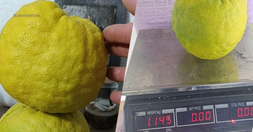 U Busovači uzgojen limun težak više od jednog kilograma