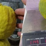 U Busovači uzgojen limun težak više od jednog kilograma