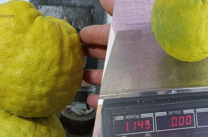 U Busovači uzgojen limun težak više od jednog kilograma